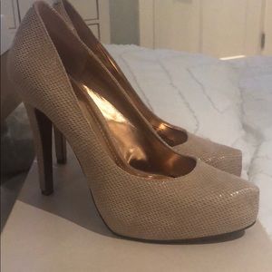 BCBG BG-Parade Cashew/Sandalwood Snake